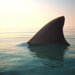Coub - Sharks