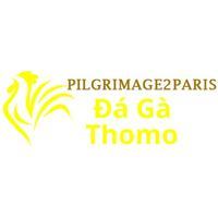  Đá Gà Trực Tiếp Thomo