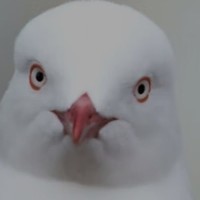 kipi
