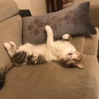Kubi