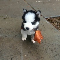 Владимир Левченко