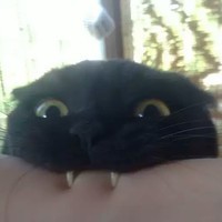 Mrakus Кусь