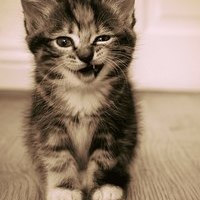 MrTigra
