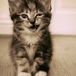Coub - MrTigra