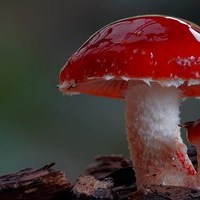 Mushrooms