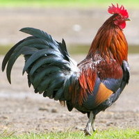  cock1488