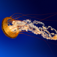 Arangueta