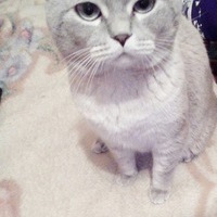 Андрей Кот