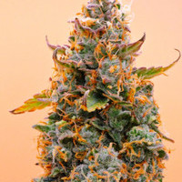 cheyscarebmobuschsourpi