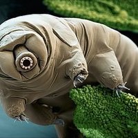 BiOcOuB