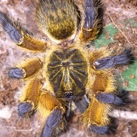 Radioactiv3spider