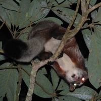 Mihaele Joey