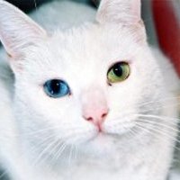 коубы 