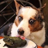 Animals