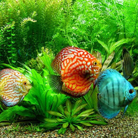 TheAllKnowingFishMan