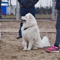 Rosa Samoyed