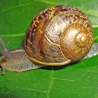 snail k