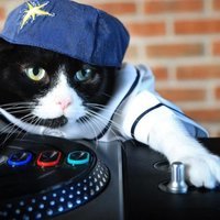 blazed cat