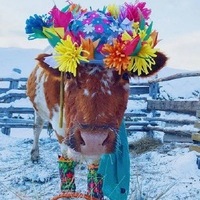 Moo