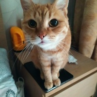 foodfox_ivan