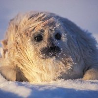 That Seal