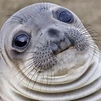 Silas The Seal