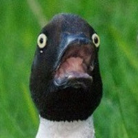 DuckDirty