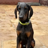 Dogs For Sale