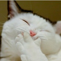 Catpedia