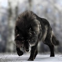 ® BLACK°_°WOILF® ™ کالا بھیڑیا