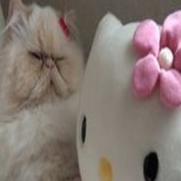 Lolgoc