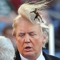 trumpshair