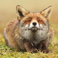 Сергей Кошелев