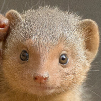 Playful Mongoose