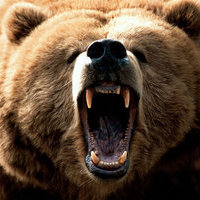 bearfromtheisland