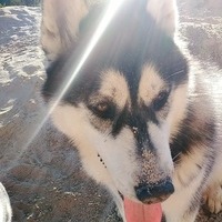 Владислав Хаймович