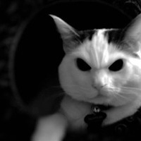 ElGatoXD