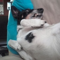 CrazySvenboy