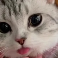 Meow Magic