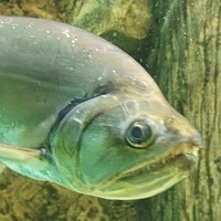 Vakuki
