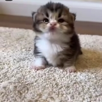 Arashzzzzzzz