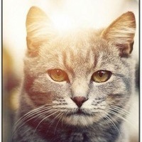 Никита Молотов