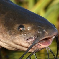 thatbitchaintreallybad