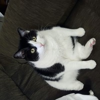 Cowboy the Kitty 