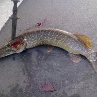 Street fishing