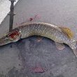 Coub - Street fishing