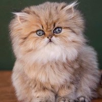 Persian