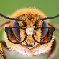 IBee Ok
