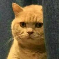 BadCat25