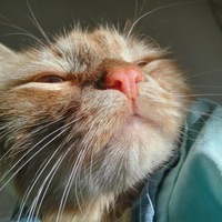 Royal Cat